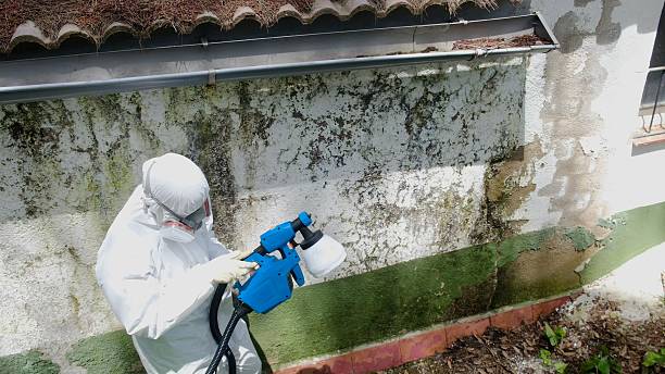 Top rated local Attic Mold Remediation specialists in Leland, NC
